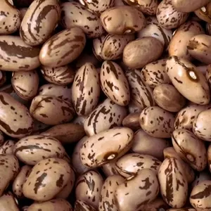 Купуйте сортову квасолю гуртом — якість,  підтверджена досвід