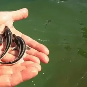 Продам русского малька