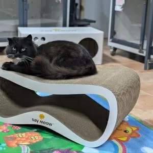 Котоготель у центрі Києва – турбота,  комфорт і любов для вашого улюбле