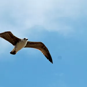 Онлайн-уроки дикції,  сценічної мови,  артикуляції,  основ риторики