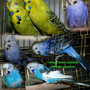 Продаём волнистых попугайчиков - Выставочные ЧЕХИ