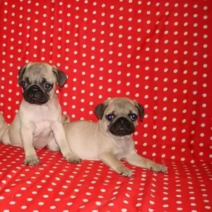 мопс,  щенки предлагает питомник 