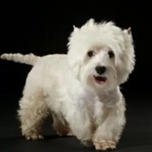 ПРОДАЮ ЩЕНКОВ ВЕСТ ХАЙЛЕНД  УАЙТ  ТЕРЬЕР /West Highland White Terrier