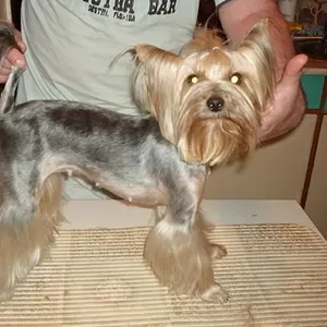 Стрижка собак и кошек без наркоза!!!