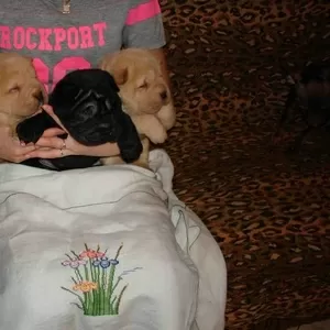 шар-пей, щенки шоколадного и рыжего  окрасов