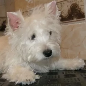 ПРОДАЖА ЩЕНКОВ ВЕСТ ХАЙЛЕНД  УАЙТ  ТЕРЬЕР /West Highland White Terrier / ве