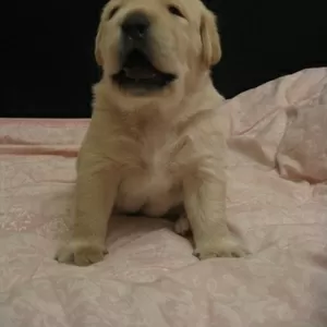 Щенок Лабрадора - Ретривера палевый мальчик