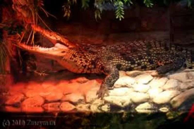 Крокодилы: нильские и кайманы