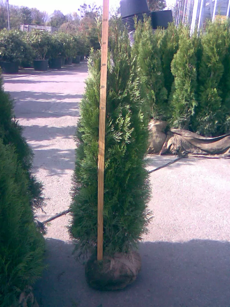 Туя, туя западная, туя уход, сад, ландшафтный дизайн Киев, купить туи