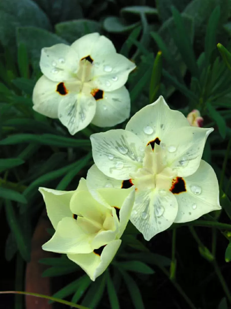 Комнатные растения-плодовые и цветущие + семена 6