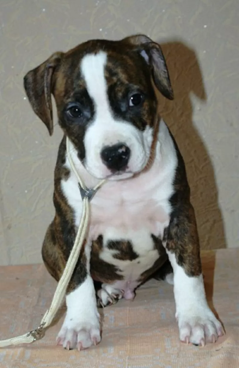 Перспективние щенки Американского Стаффордширского Терьера.(мальчики) 2