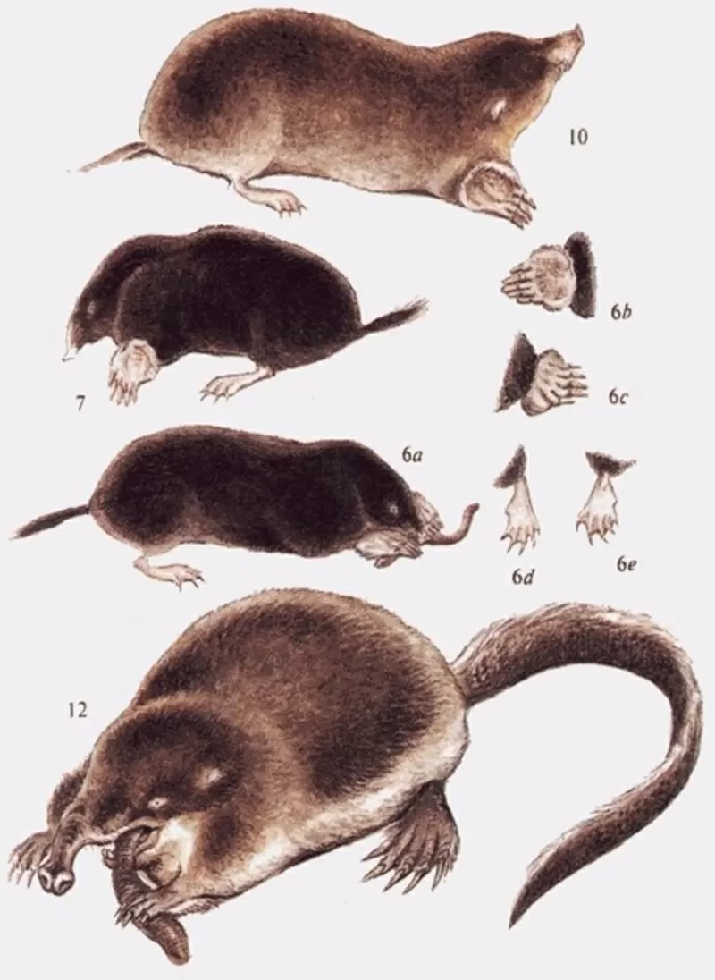 Уничтожение вредных насекомых. 2