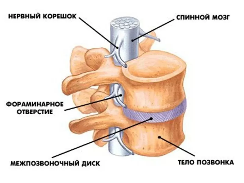 Лечение ,  профилактика ,  заболеваний позвоночника