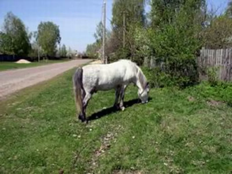 Сдам в аренду деревянный дом (сруб под черепицей) на длительный срок 2