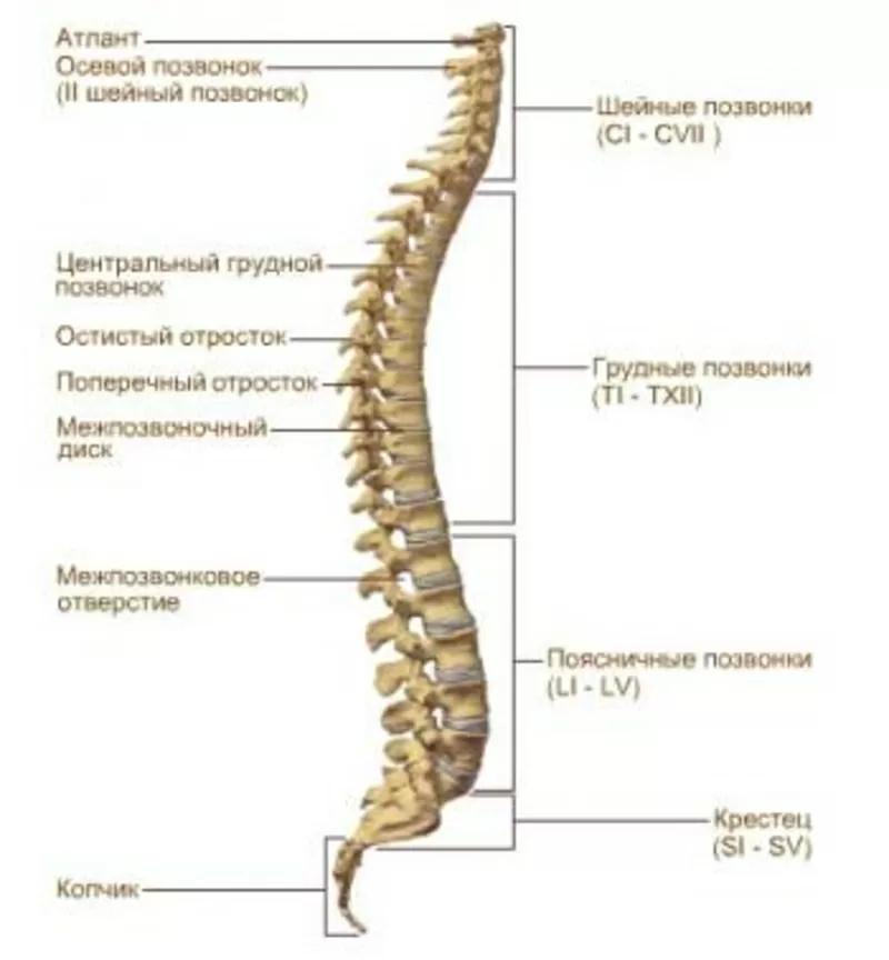 Боли в спине и суставах