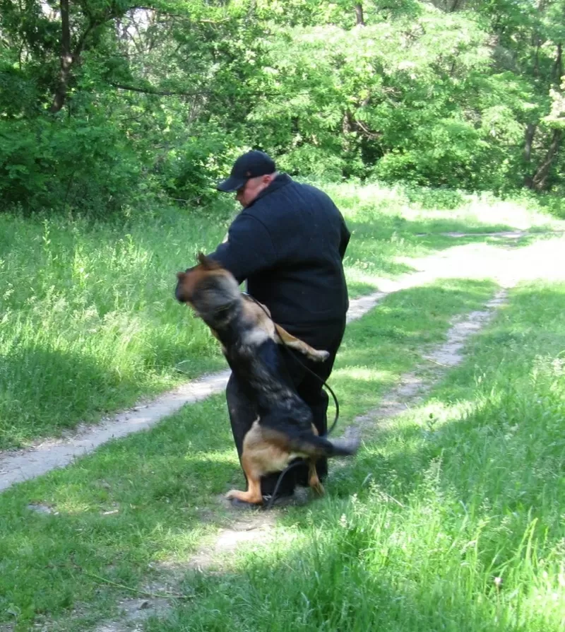 Дрессировка собак всех пород в Киеве.