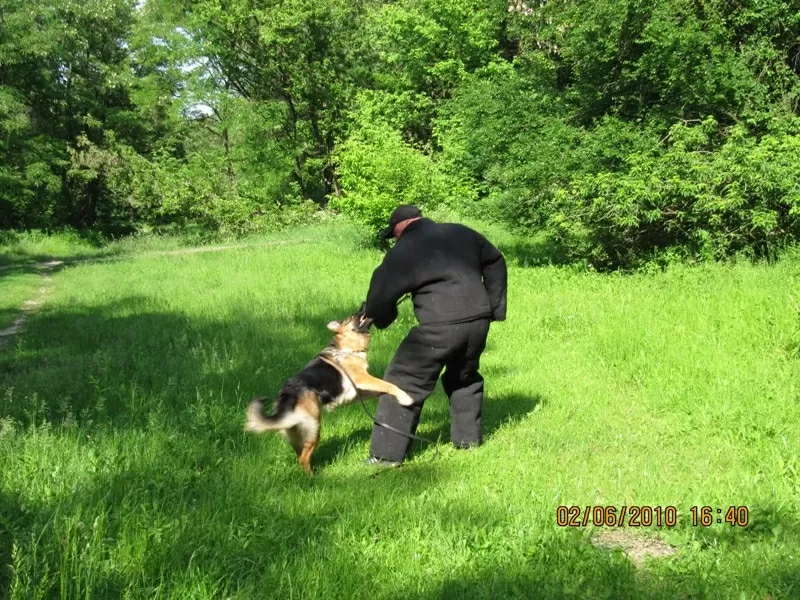 Дрессировка собак