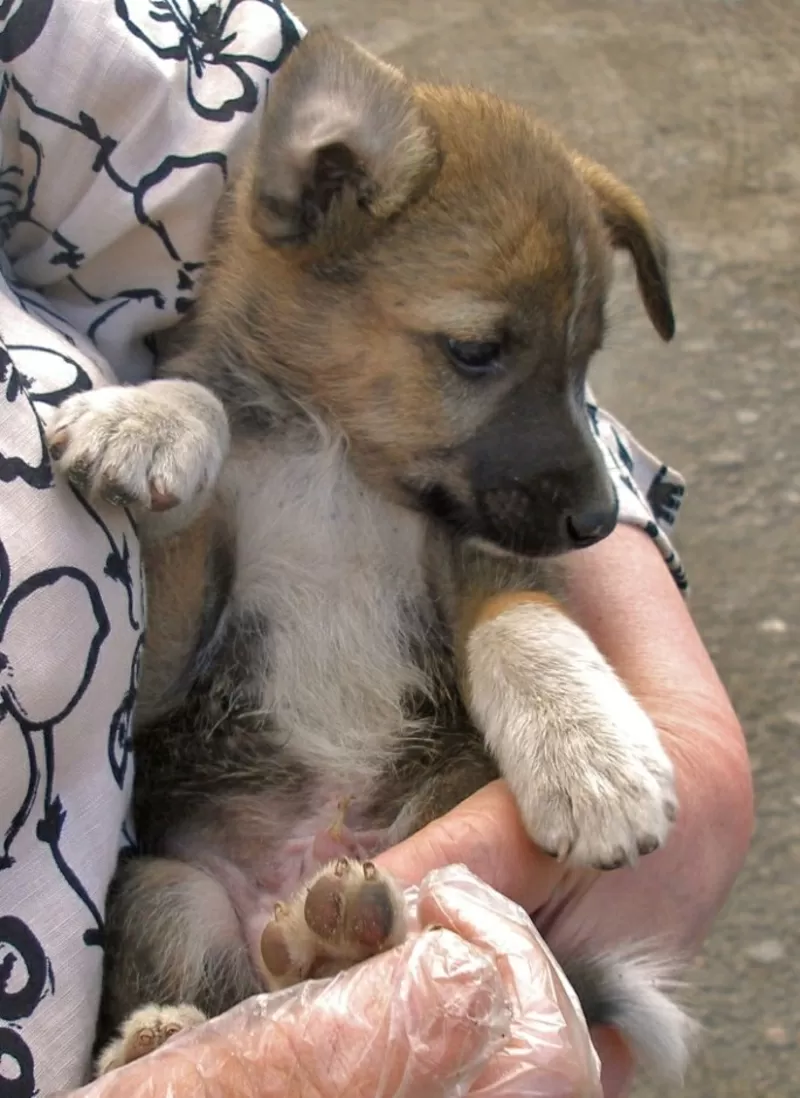 Щеночек,  метис овчарки,  1, 5 мес