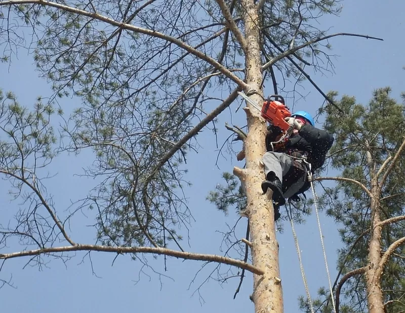 Спил деревьев .Спилить дерево