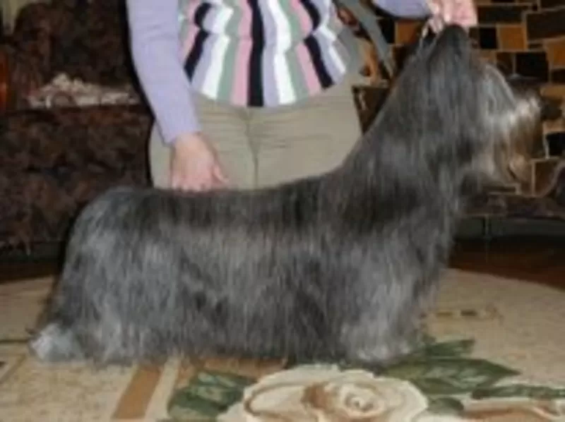 Скай терьер щенки продаю 2