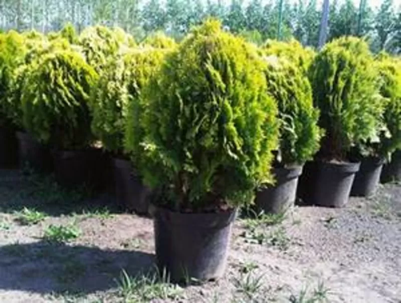 Японские бонсаи, многолетники, розы, декоративные растения, луковицы. 2