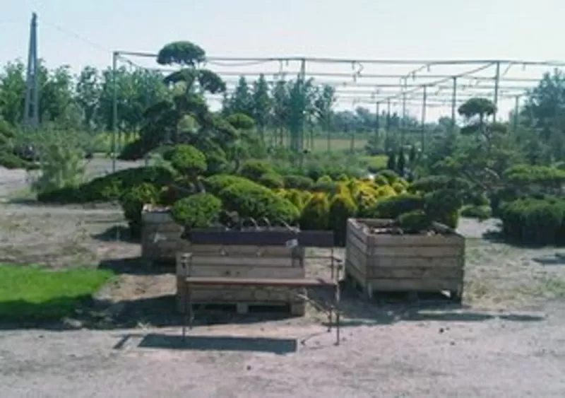 Японские бонсаи, многолетники, розы, декоративные растения, луковицы.