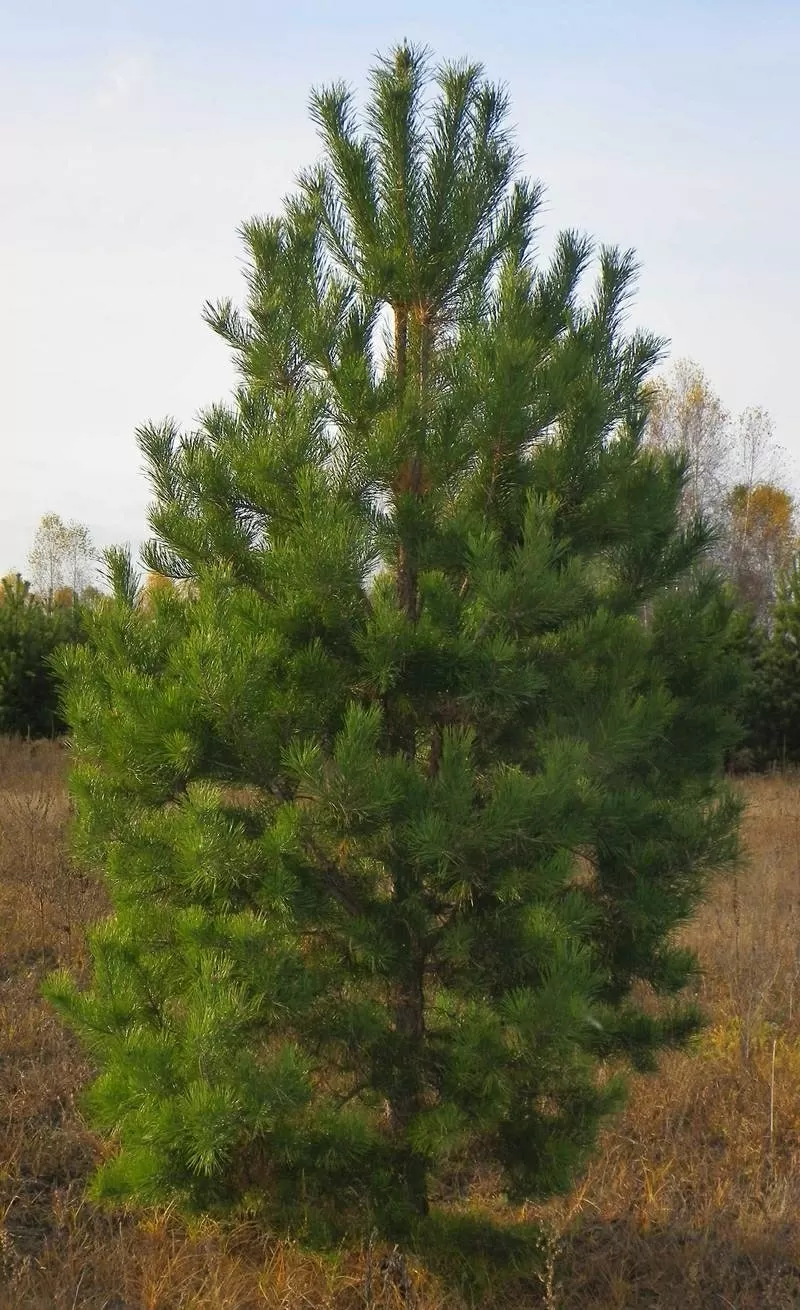 Саженцы ели,  сосны,  берёзы,  дуба,  клена,  липы,  черёмухи,  барбариса