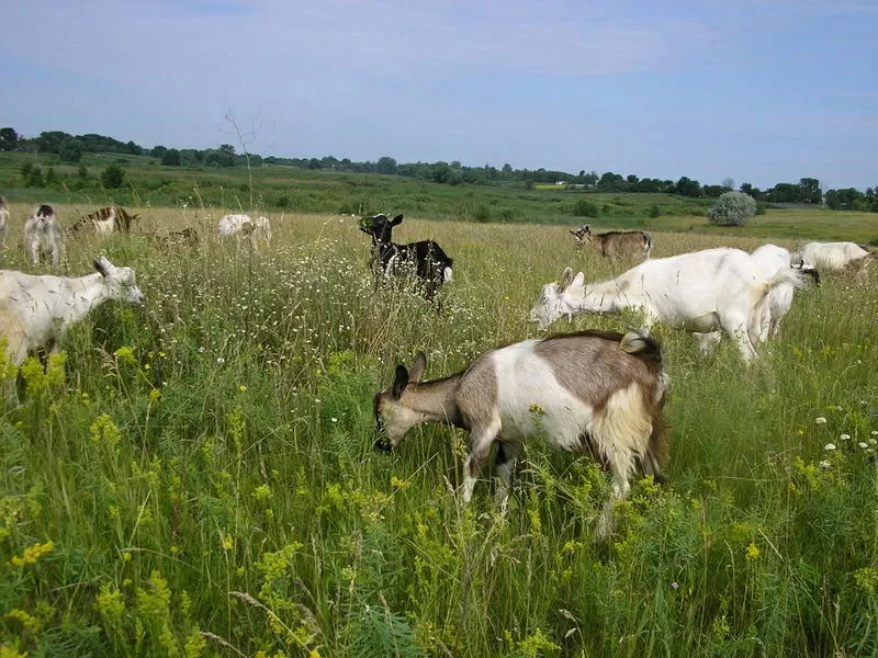 Козье молоко с самыми высшими лечебными свойствами