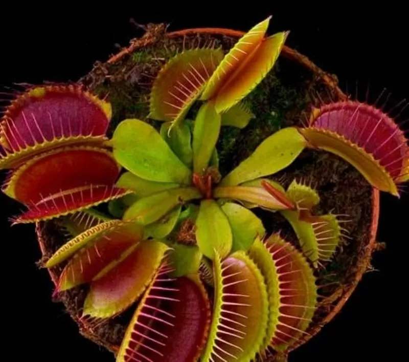 Мясоедное комнатное растение Венерина-мухоловка (Dionaea muscipula)