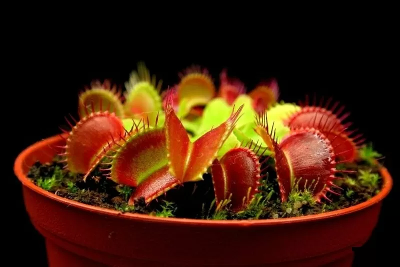 Мясоедное комнатное растение Венерина-мухоловка (Dionaea muscipula) 3