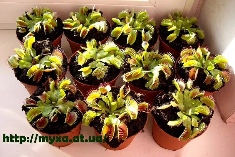 Мясоедное комнатное растение Венерина-мухоловка (Dionaea muscipula) 4