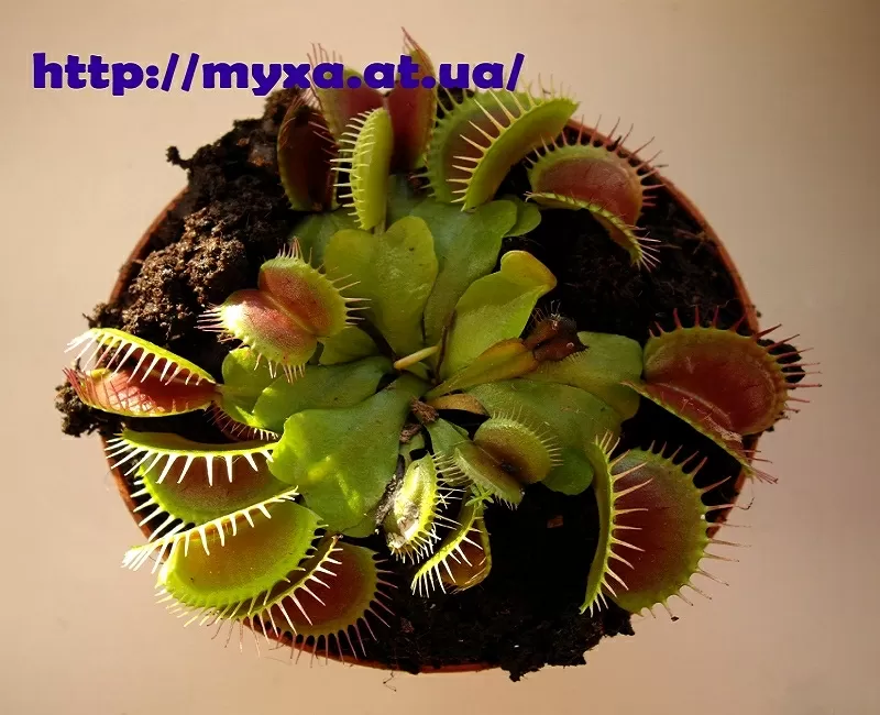 Мясоедное комнатное растение Венерина-мухоловка (Dionaea muscipula) 5