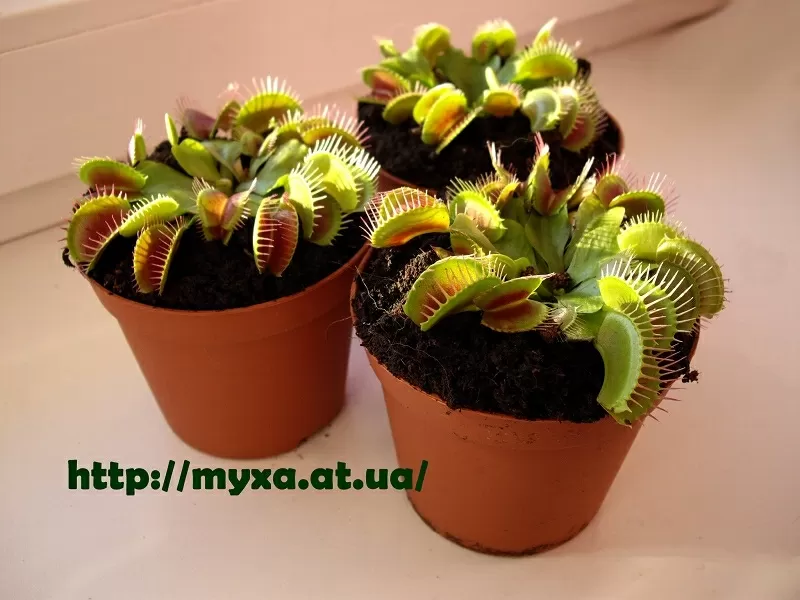 Мясоедное комнатное растение Венерина-мухоловка (Dionaea muscipula) 6