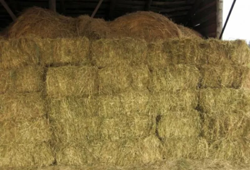 Сено тюкованное