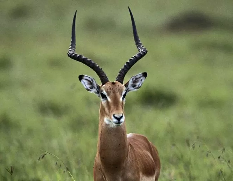 Грузоперевозки без лишних вопросов