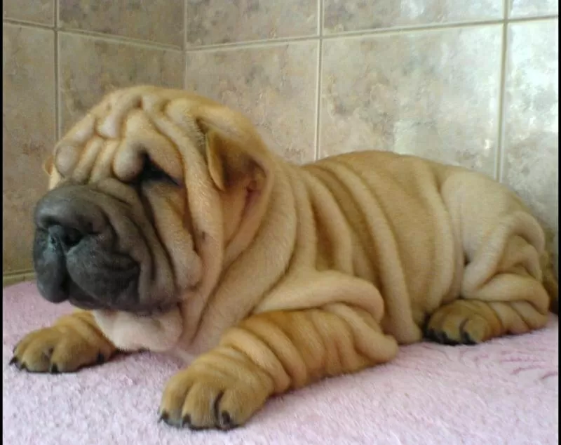 BEAUTIFUL SHAR-PEI FOR SALE