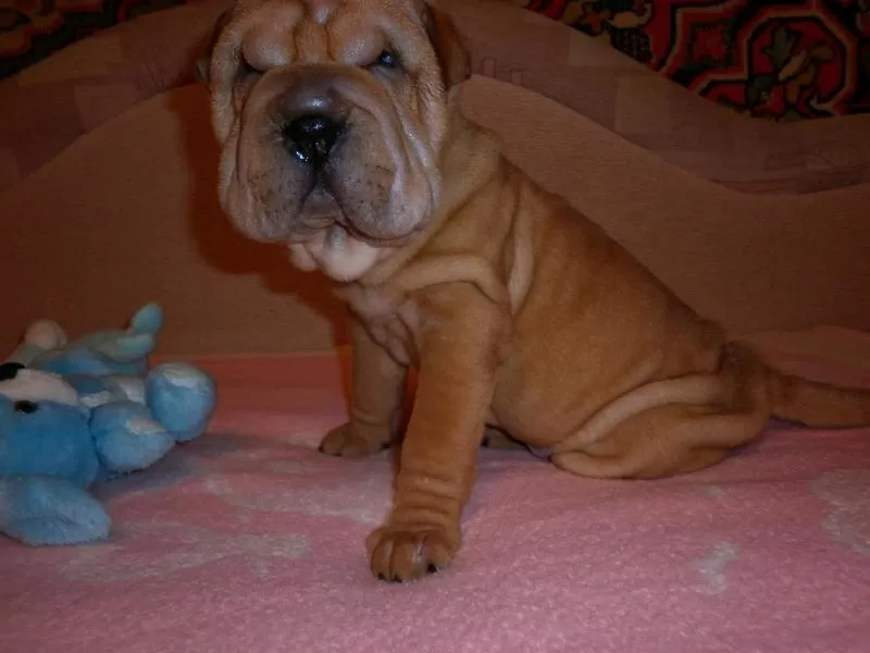 BEAUTIFUL SHAR-PEI FOR SALE 2