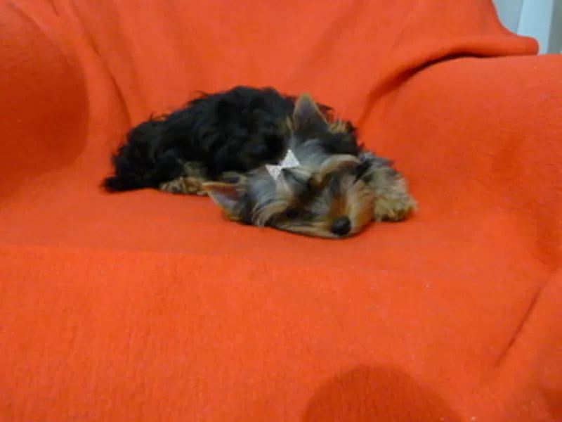 Щенок йорка 4 месяца 3