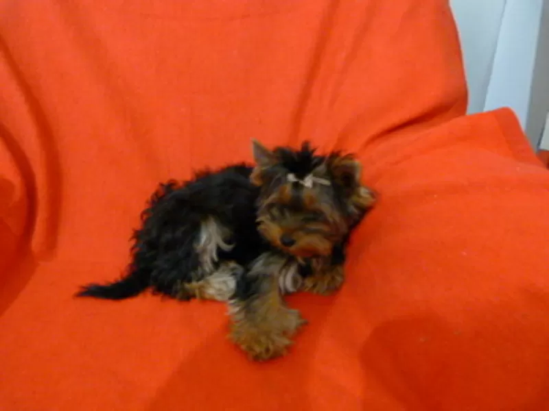 Щенок йорка 4 месяца 2