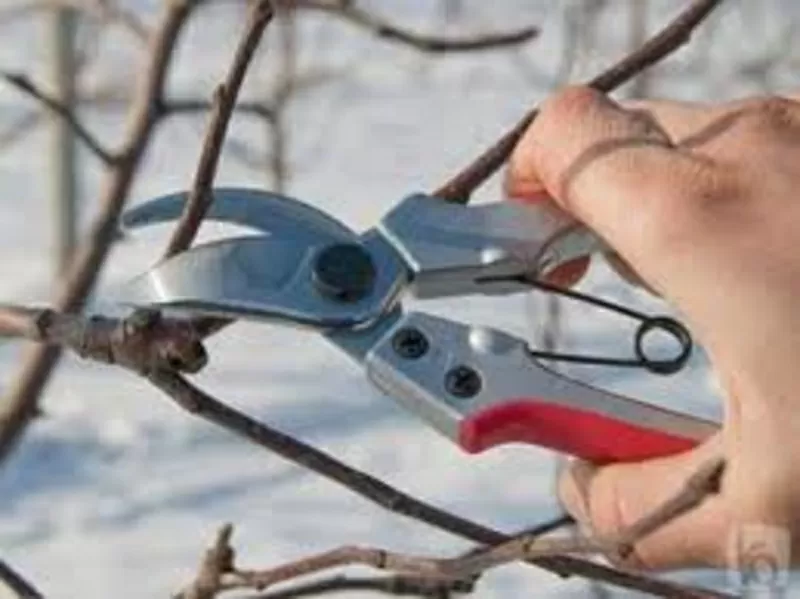 Обрезка деревьев кустов вашего сада