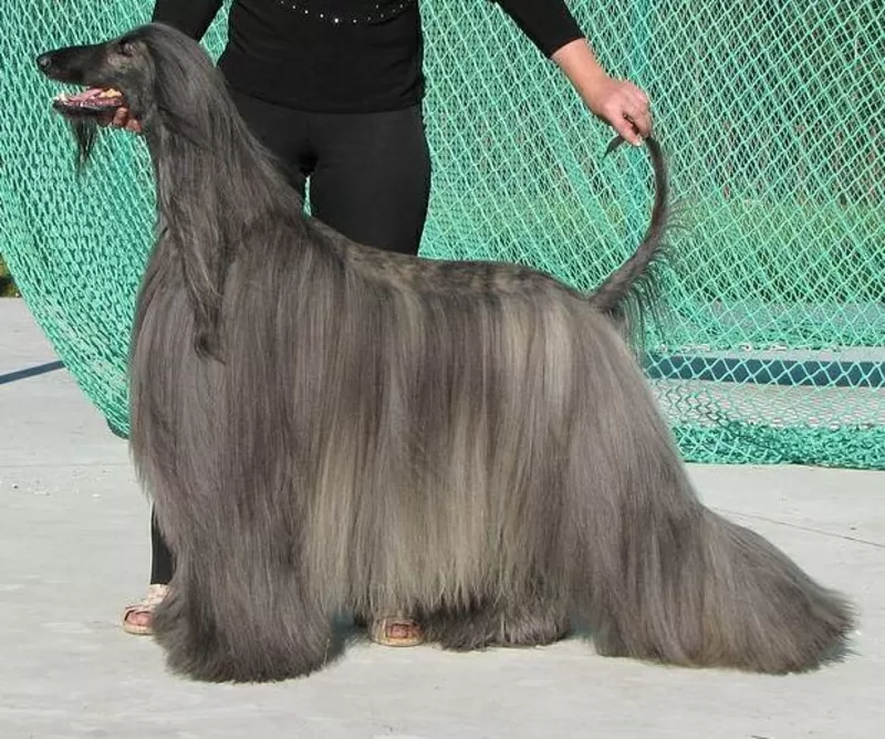 щенки афгана