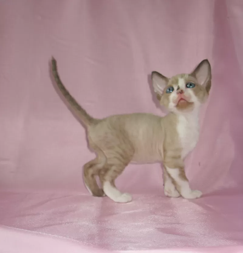 Котята девон рекс -шоколадные поинты с белым. 2