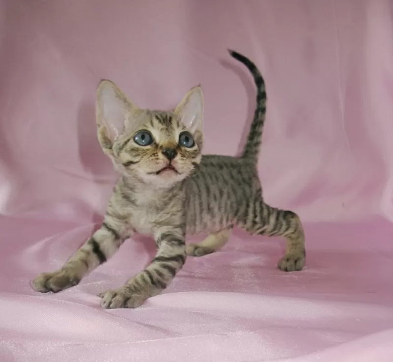 Котята девон рекс -шоколадные поинты с белым. 3