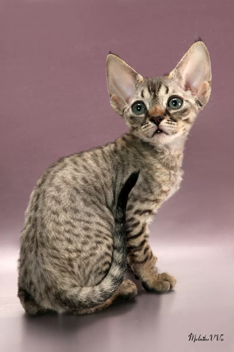 Котята девон рекс -шоколадные поинты с белым. 4