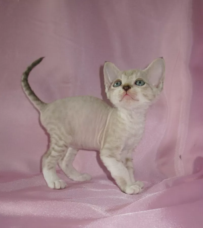 Котята девон рекс -шоколадные поинты с белым.