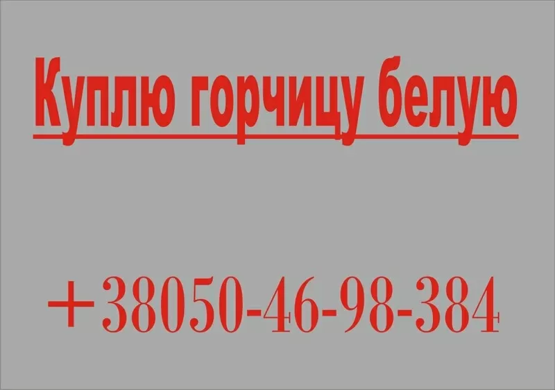 Куплю,  горчицу белую,  закупаем оптом,  семена горчицы,  самовывоз,  вся У