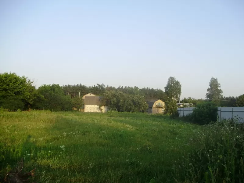 Живописный участок возле соснового леса в Плесецком. 2