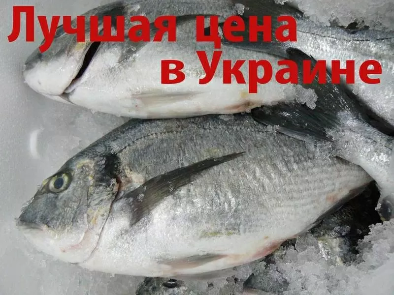 Дорадо (Морской карась,  Sea Bream) охложденный