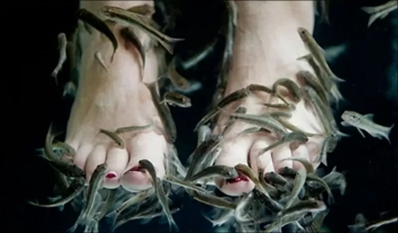 Массаж рыбками Гарра-Руфа в Магелане, подарочный сертификат