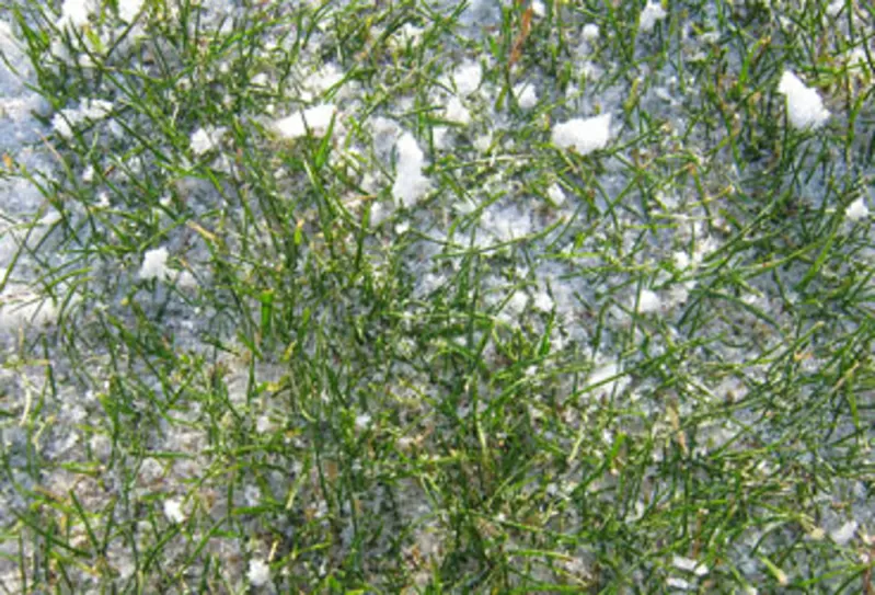 Реставрация газонов 3